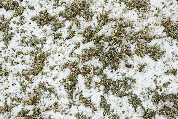 Grassfrozen0027 Free Background Texture Snow Ground Grass Green Brown White Light Seamless